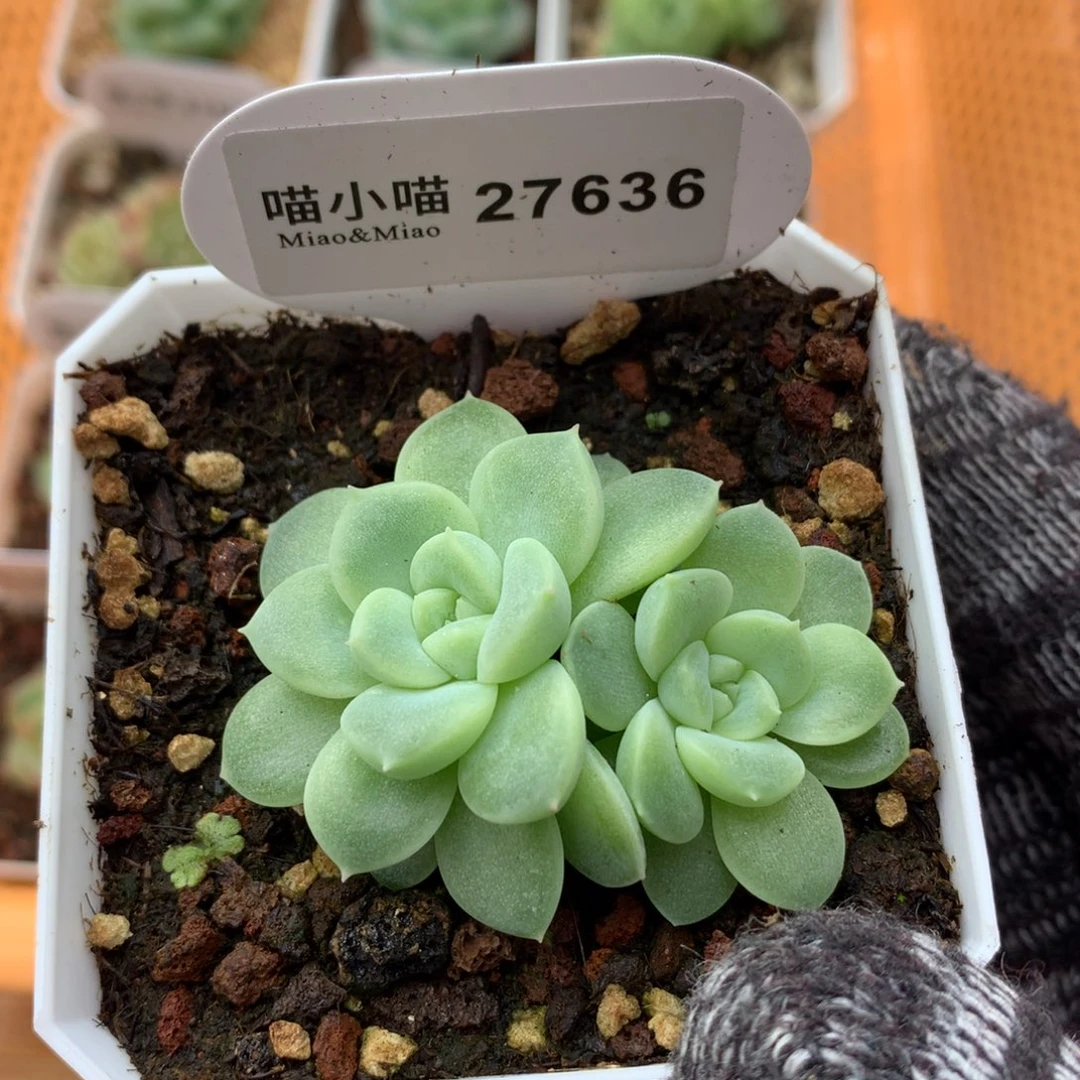 多肉植物糖心珍妮