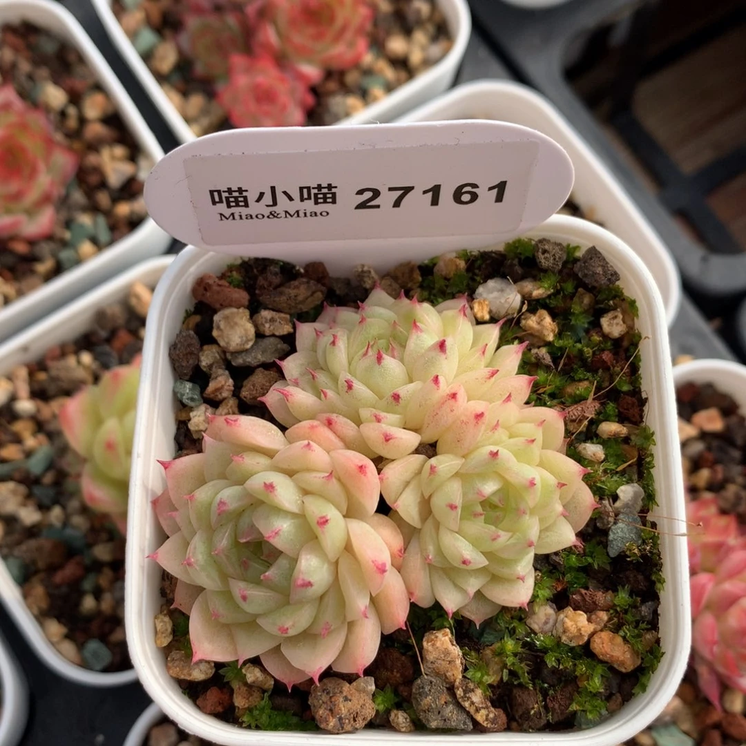 王***?多肉植物麦秆珍妮