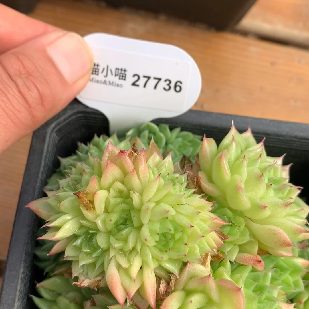 多肉植物麦秆珍妮