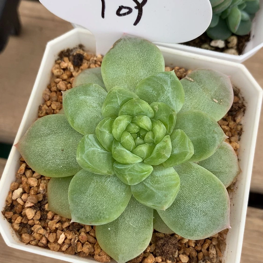 【闪购商品】N****恬多肉植物