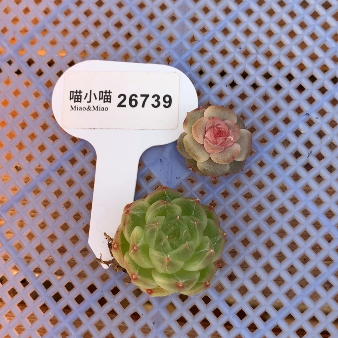 林**明多肉植物麦秆珍妮