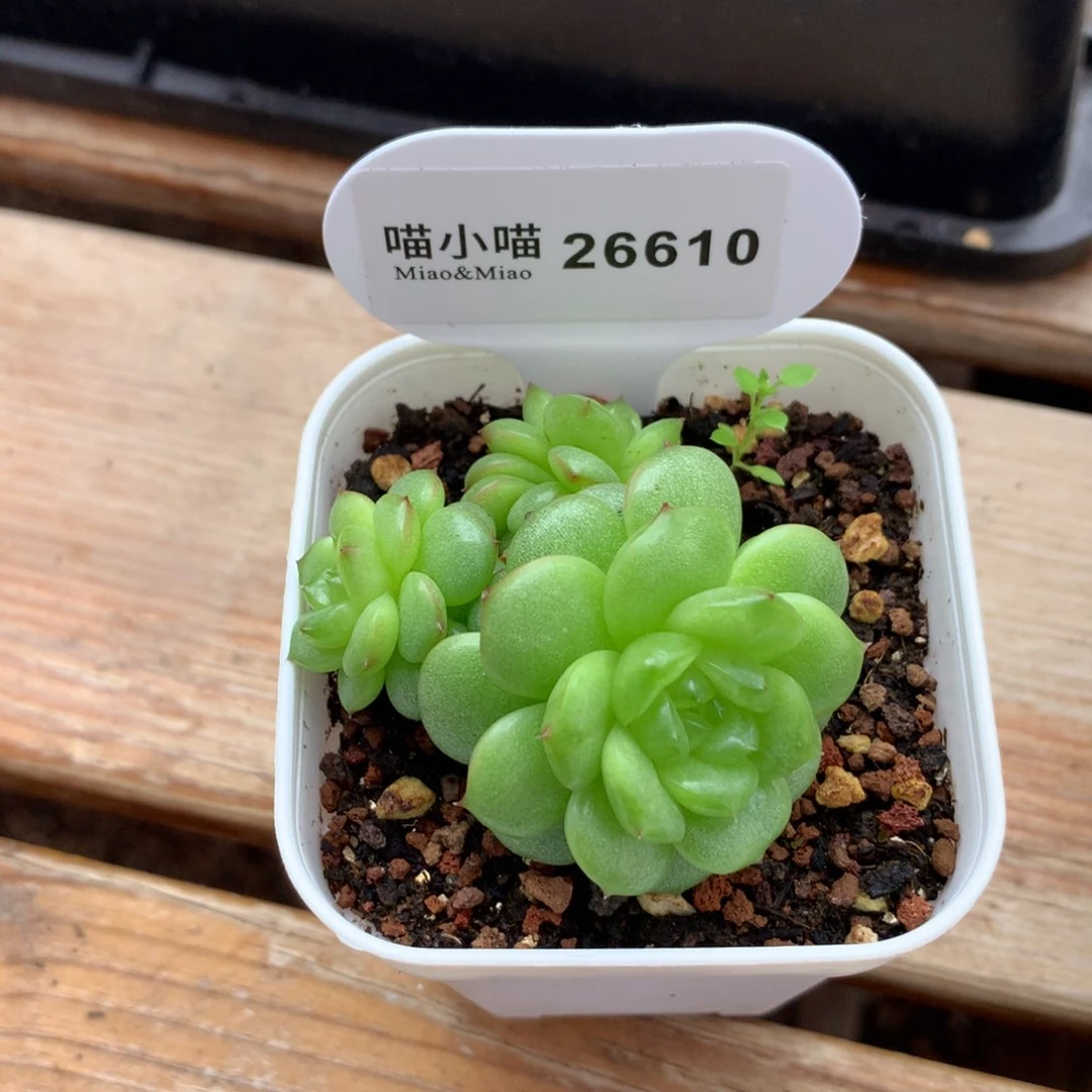 ?**?多肉植物麦秆珍妮