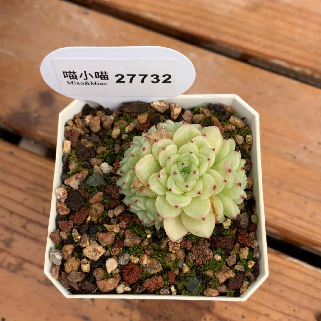t****?多肉植物麦秆珍妮