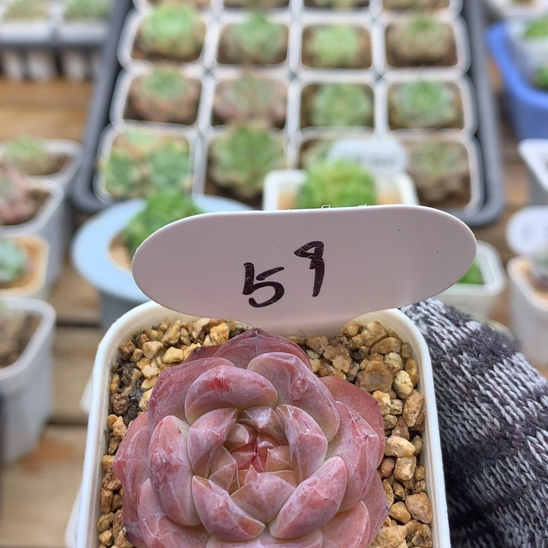 【闪购商品】多肉植物