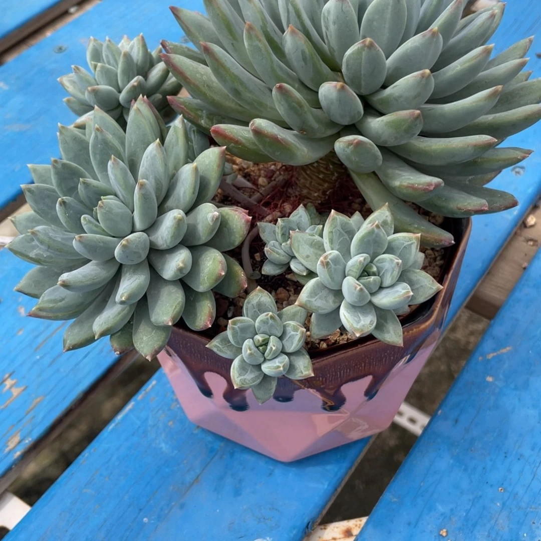 豆总多肉美人优选群