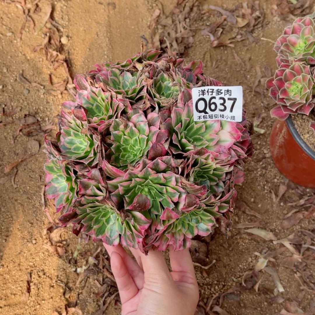 【闪购商品】M****?637天合