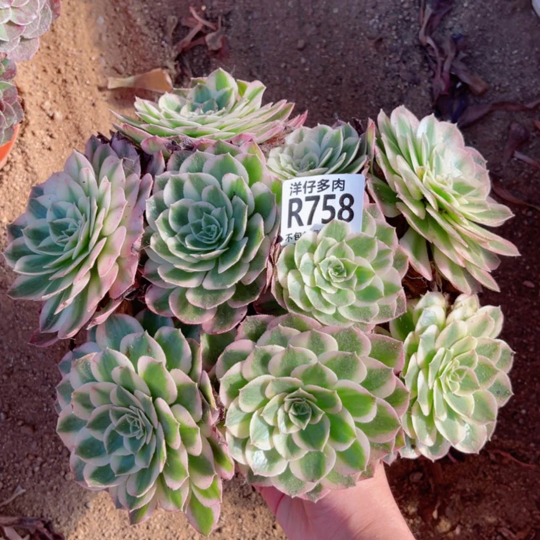 【闪购商品】758海王