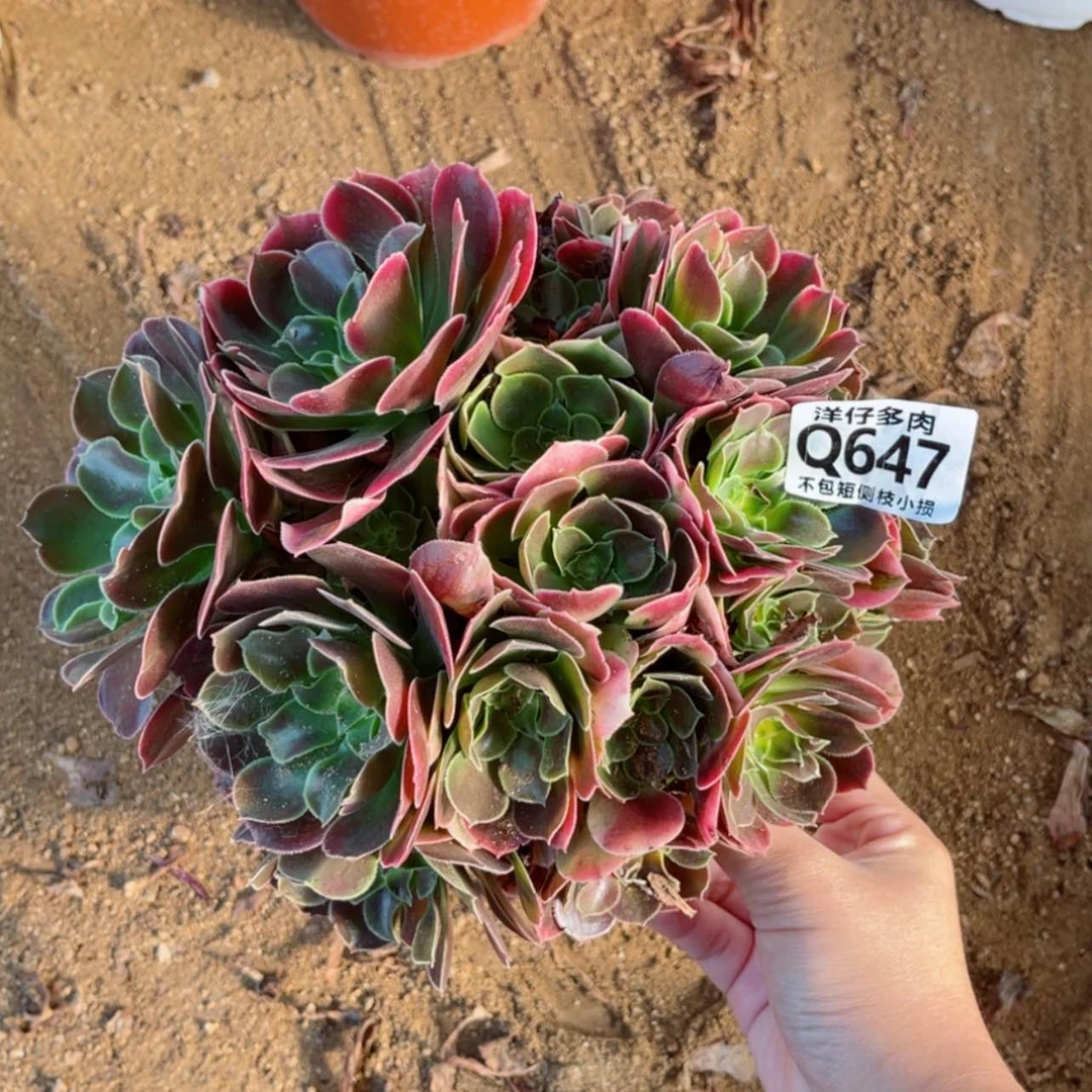 【闪购商品】647香妃
