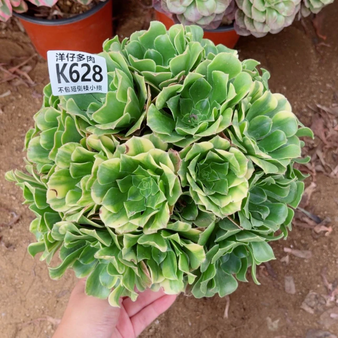 【闪购商品】628五彩琉璃 冠幅20左右