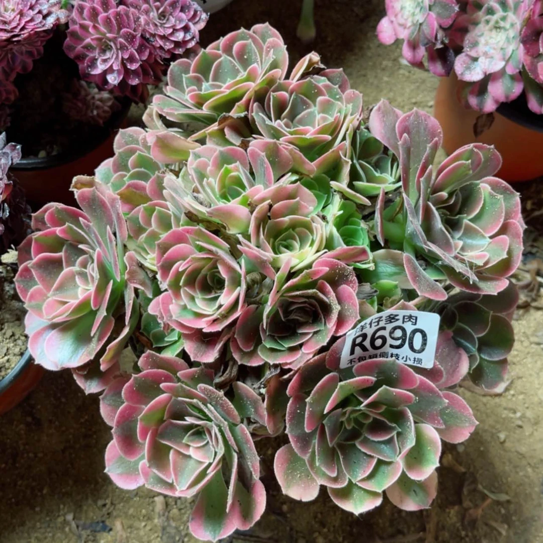 【闪购商品】690香妃