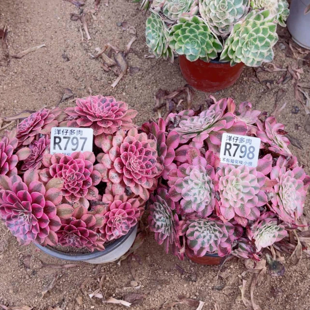 【闪购商品】797+798