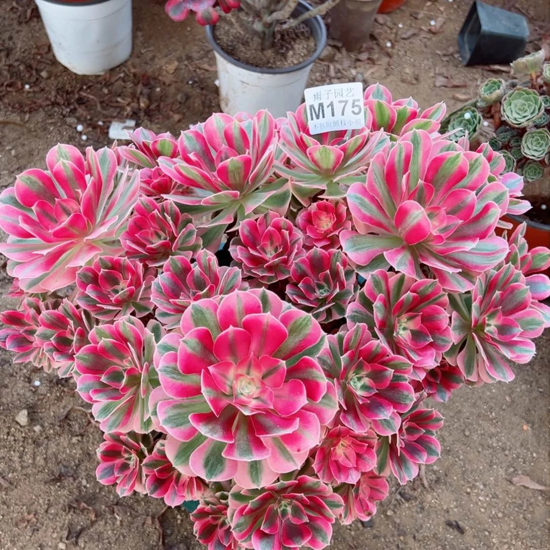 175大女巫雨子多40