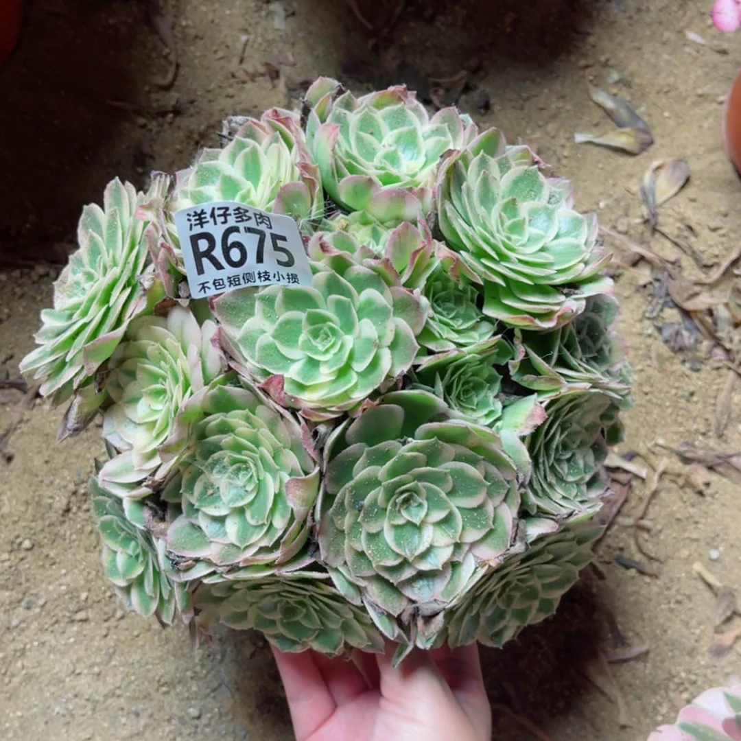 【闪购商品】675海王