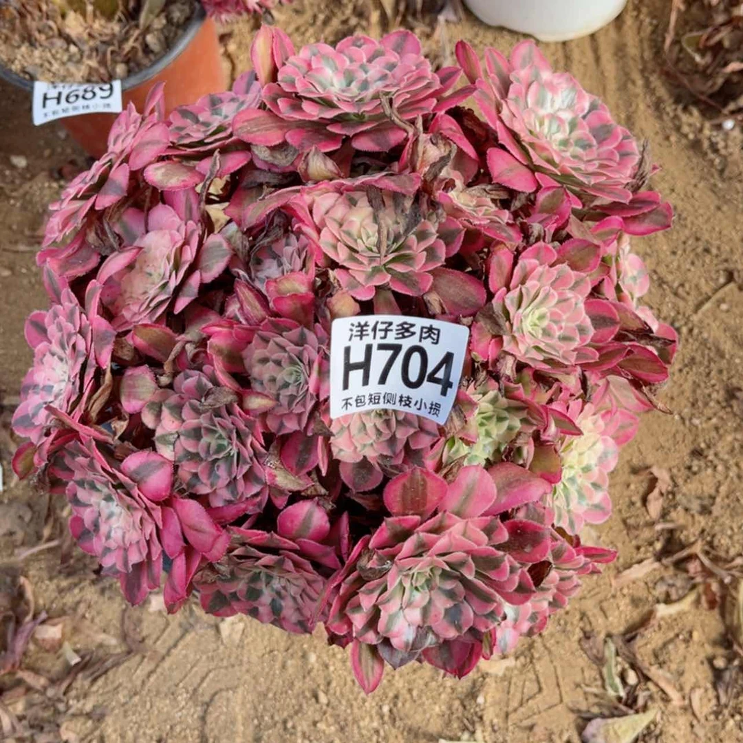 【闪购商品】704红彤白