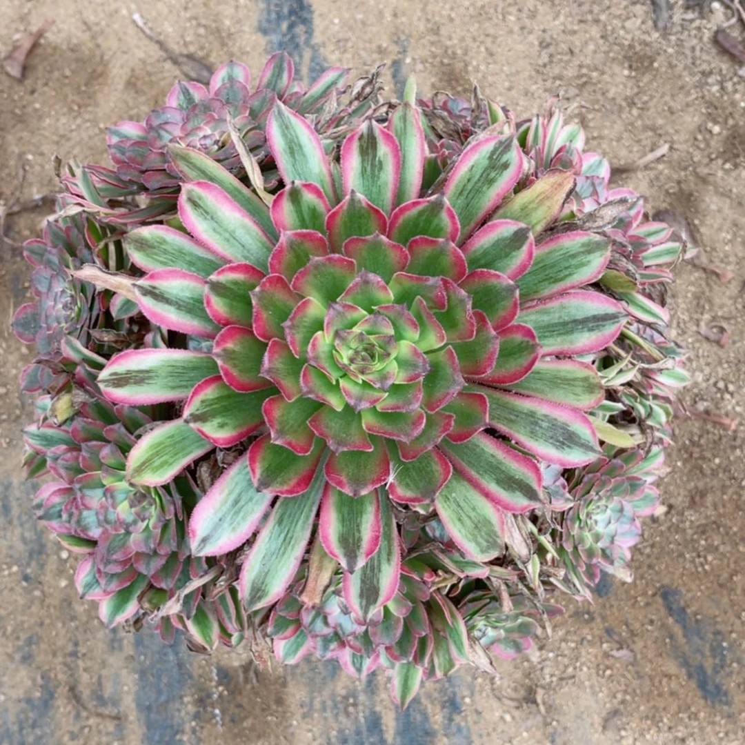【闪购商品】黄花梨手捧