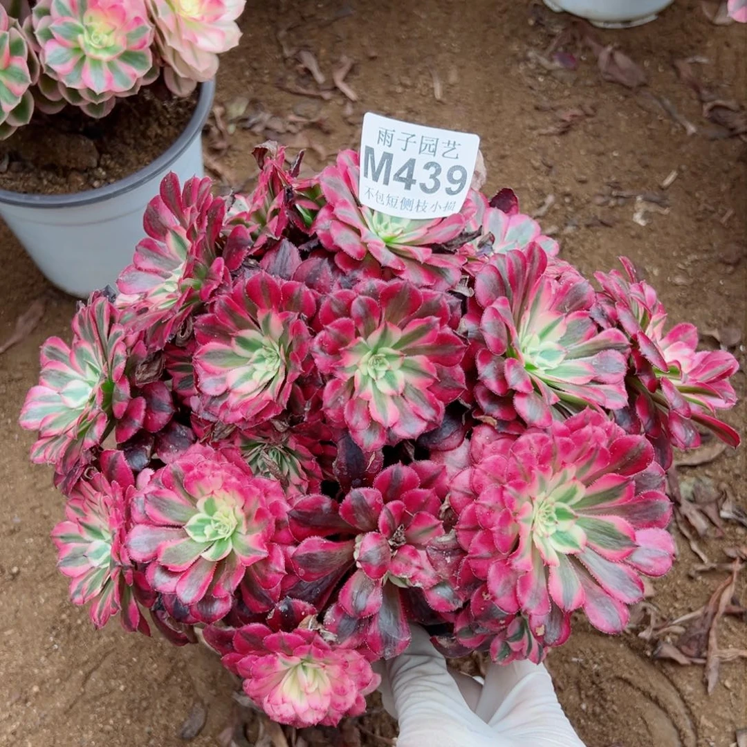 439红彤彤尺寸25左右