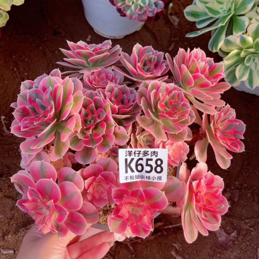 【闪购商品】658粉女巫 冠幅18左右