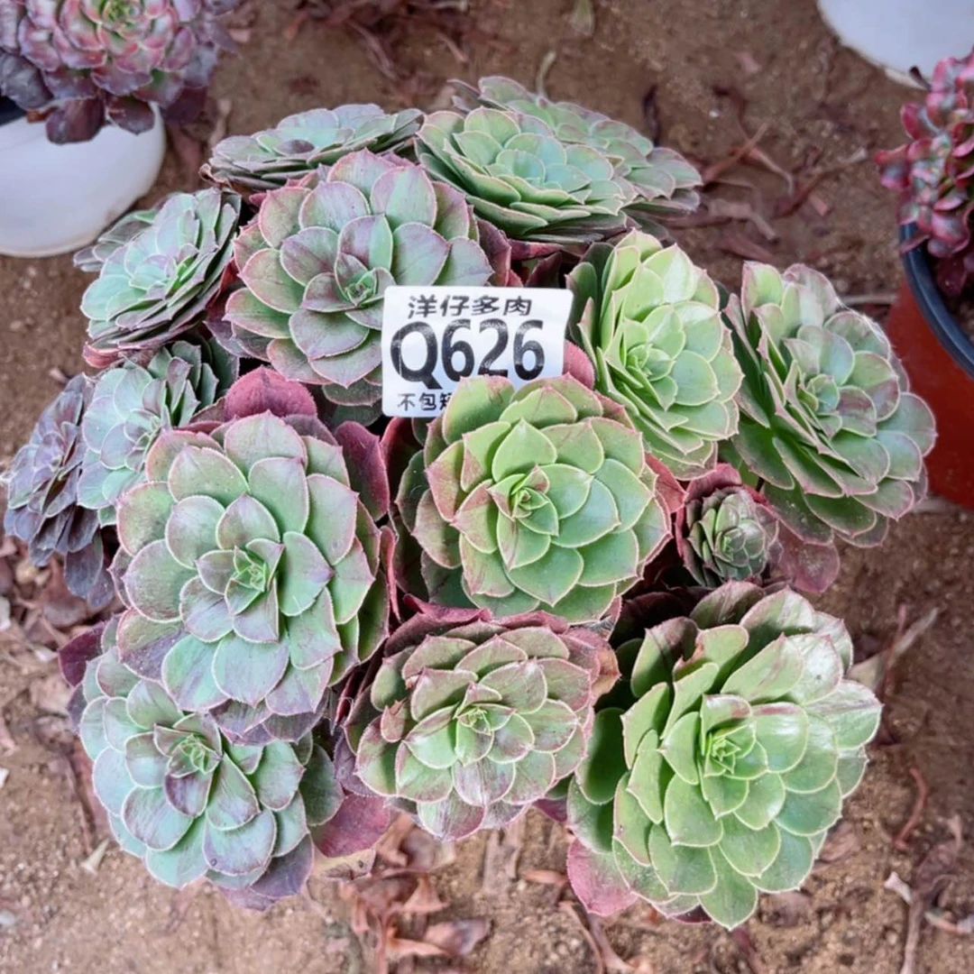 【闪购商品】626花月夜