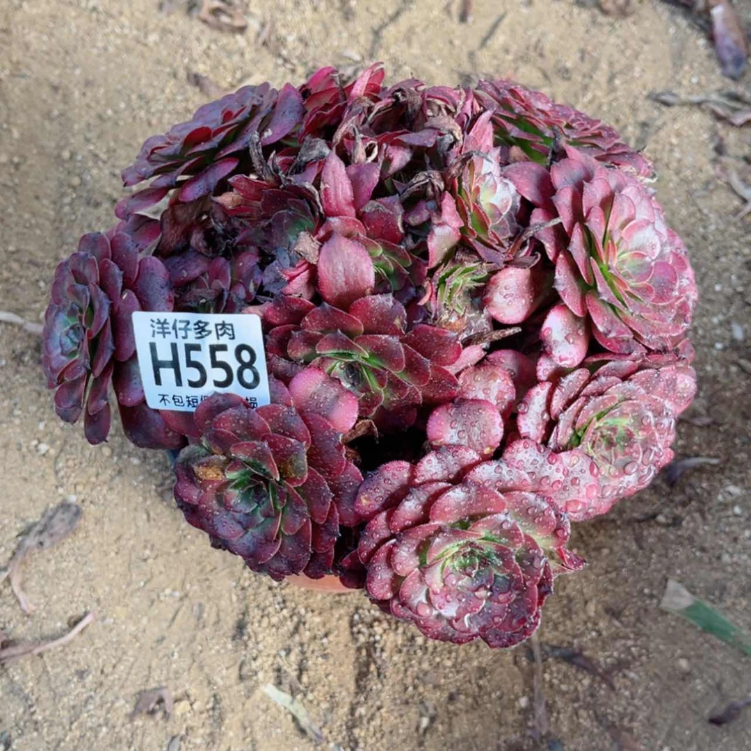 【闪购商品】558美姬