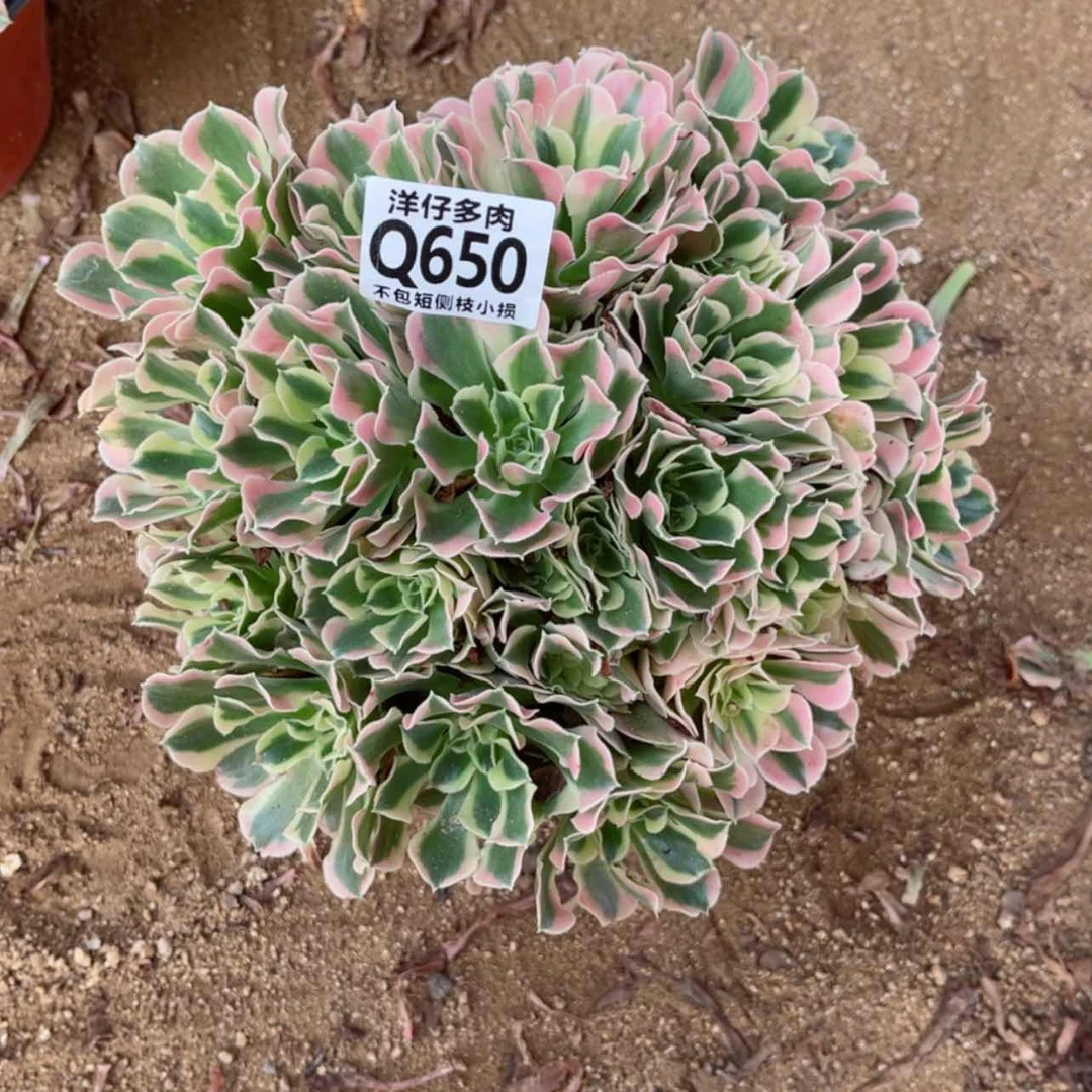 【闪购商品】650雨花石