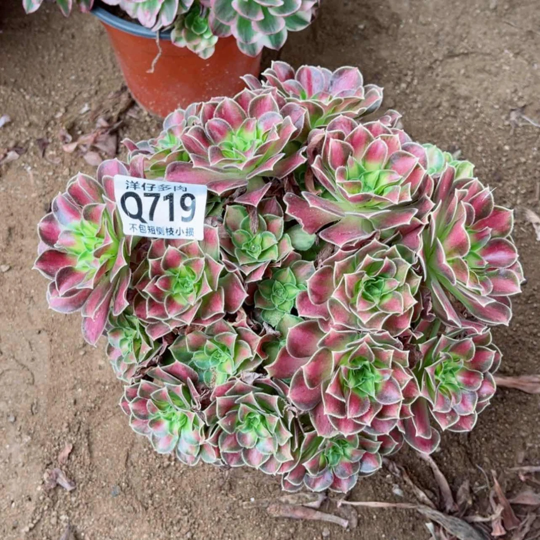 【闪购商品】719韶华