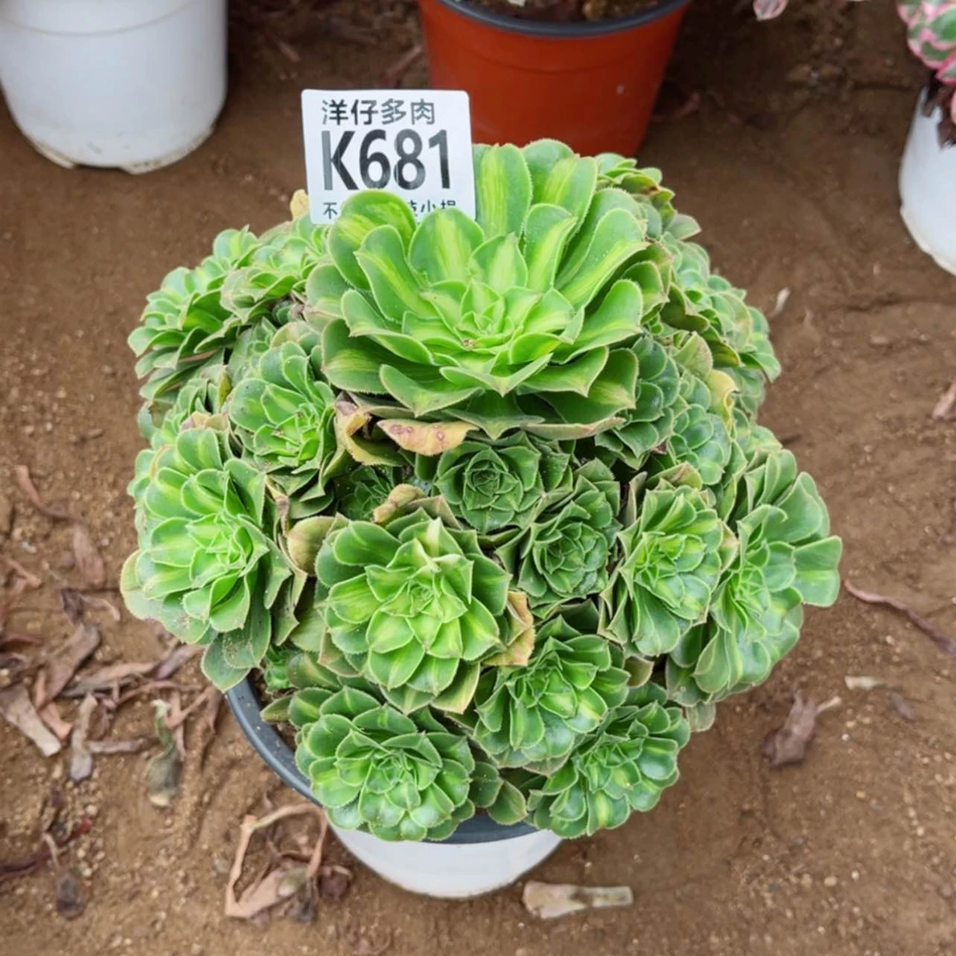 【闪购商品】681翡翠琉璃 冠幅18左右