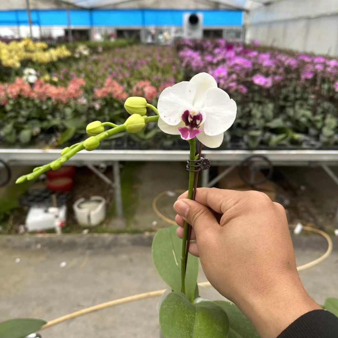蝴蝶兰 臻选（情诗 86）白色淡雅 气质桌面款 小盆栽 带花带花苞
