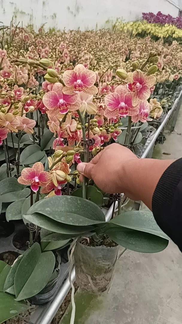 蝴蝶兰 臻选(金 蝶)单双株 带花带苞 桌面 复古色花系 两颗包邮