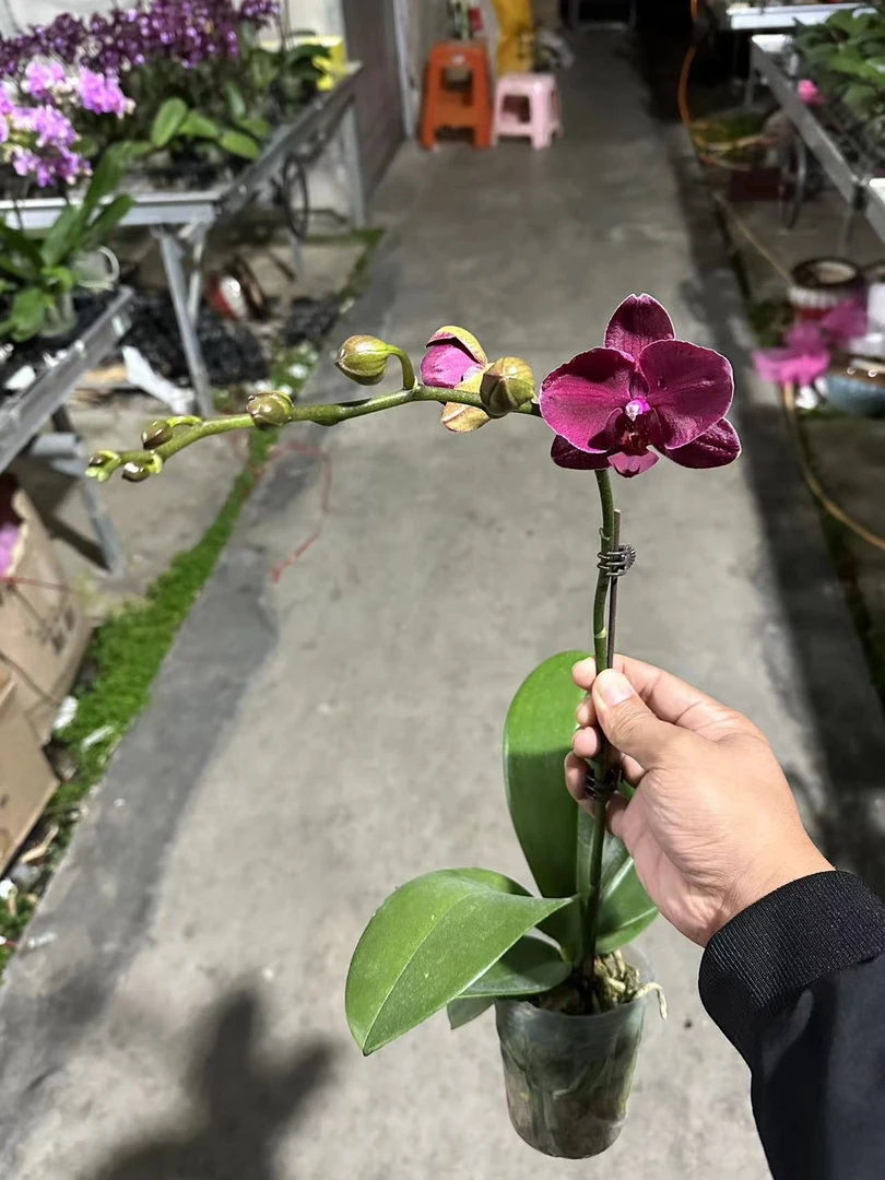 蝴蝶兰 臻选（蒙特勒）欧品 红色蜡质 中花 气质 仙女优选