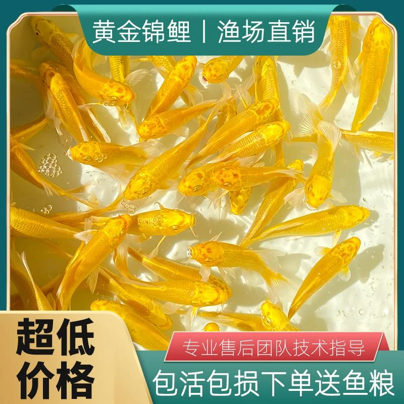 锦鲤观赏鱼活体黄金色蝴蝶鲤黄蝴蝶锦鲤大尾长尾巴耐活好养冷水鱼
