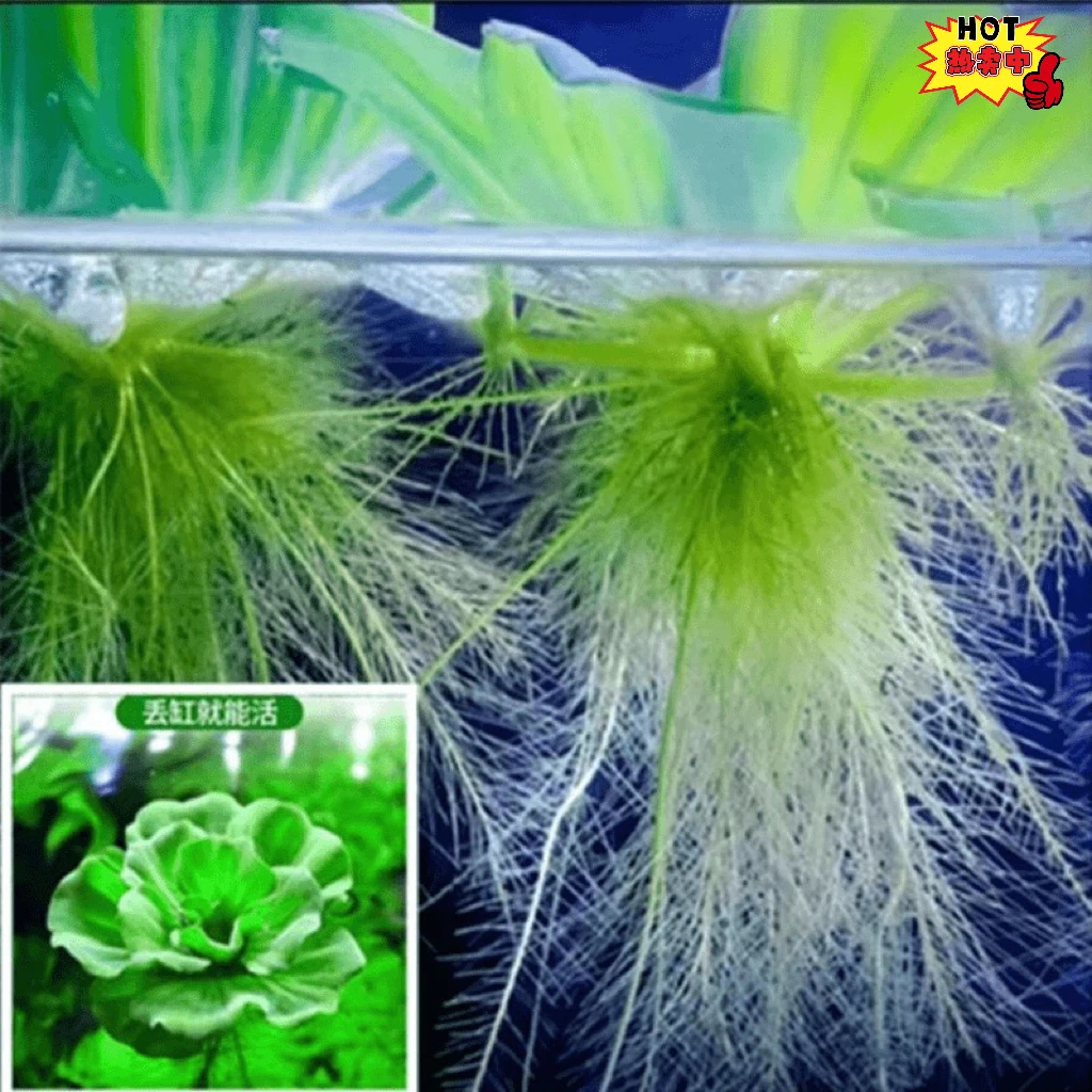 浮萍水草植物造景净化水质水面水生水培养鱼缸池塘庭院水养水芙蓉