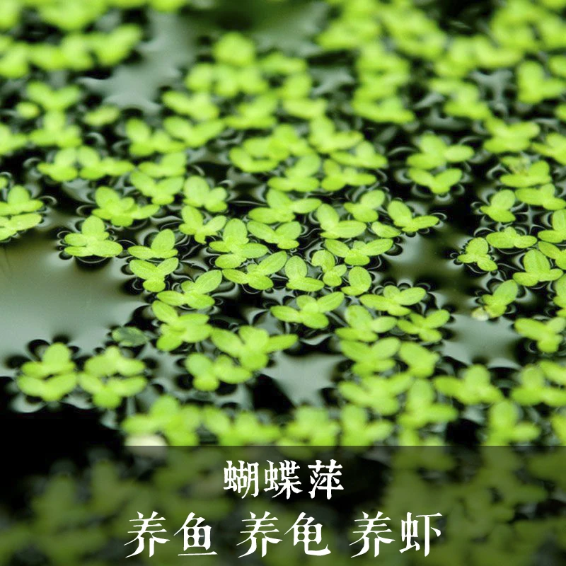 浮萍水草集合水芙蓉肚兜萍槐叶萍圆心萍芝麻红毛丹萍珊瑚浮萍no3