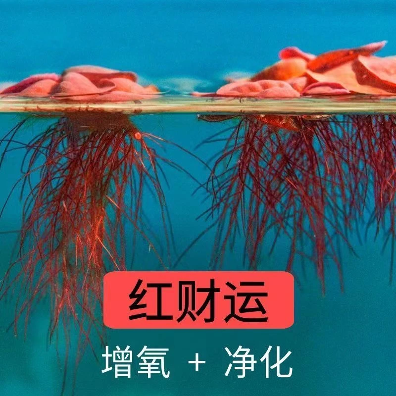 浮萍水草红毛丹萍净化水质绿植庭院办公室鱼龟缸水培造景漂浮水草