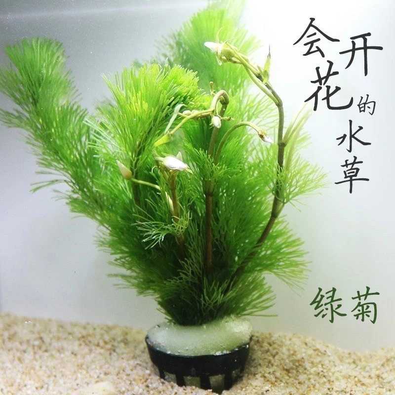 鱼缸装饰新手水草淡水植物水族箱懒人造景水榕牛毛莫斯阴性前后景
