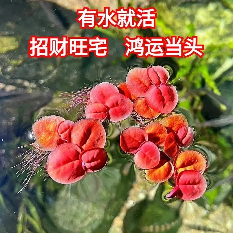 浮萍水草集合水芙蓉肚兜萍槐叶萍圆心萍红毛丹萍珊瑚新手浮萍no3