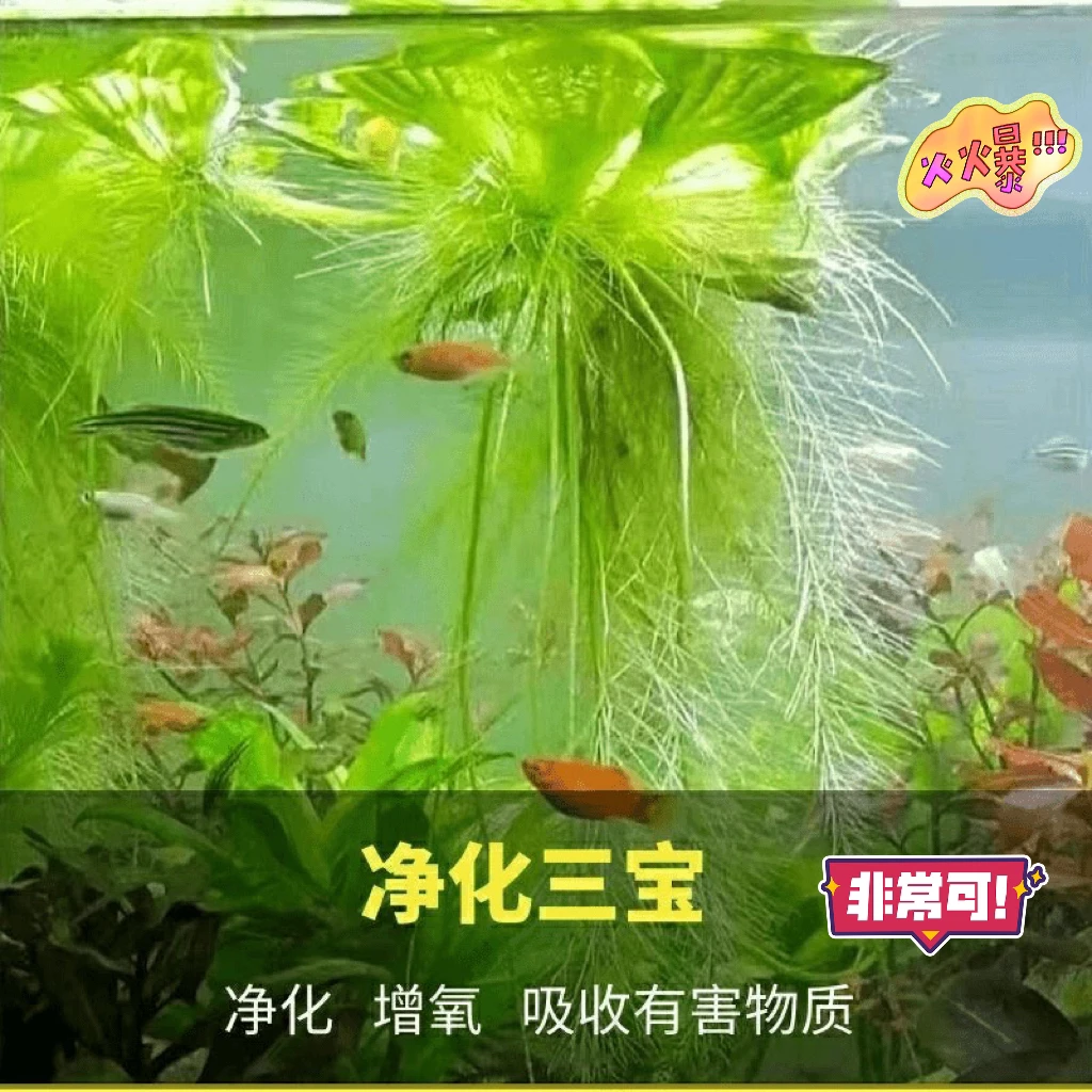 浮萍水草水面水生水培植物造景净化水质养鱼缸池塘水芙蓉乌龟专用