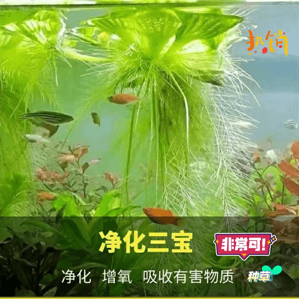 浮萍水草水芙蓉水培植物鱼缸池塘造景净化水质庭院绿植水生养鱼龟
