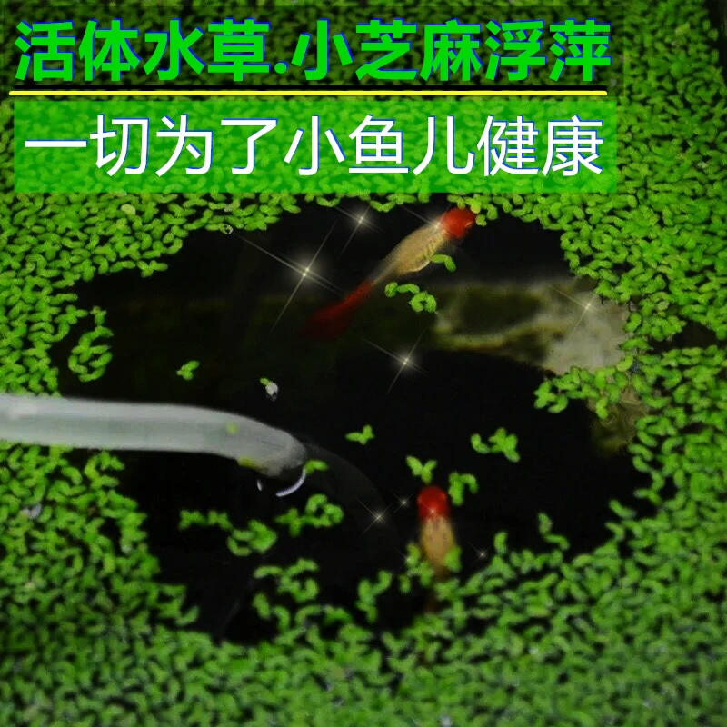 浮性新手懒人水草植物水族箱鱼缸造景小青萍芝麻浮萍水葫芦水芙蓉
