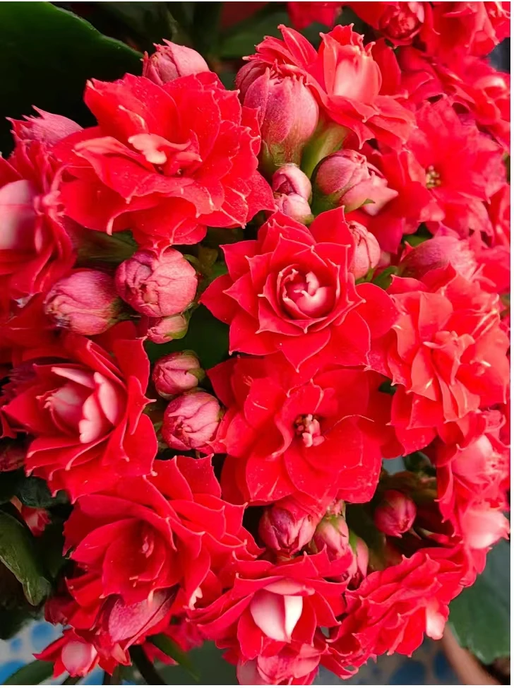 阿玛朵【130盆】重瓣长寿花带花苞美观鲜花盆栽室内阳台懒人