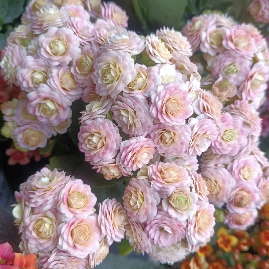 蟠桃【130软盆】重瓣长寿花带花苞美观鲜花盆栽室内阳台好