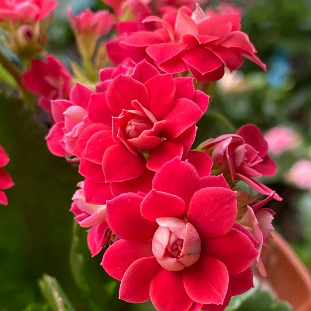 车里子【130盆】重瓣长寿花带花苞美观鲜花盆栽室内阳台好