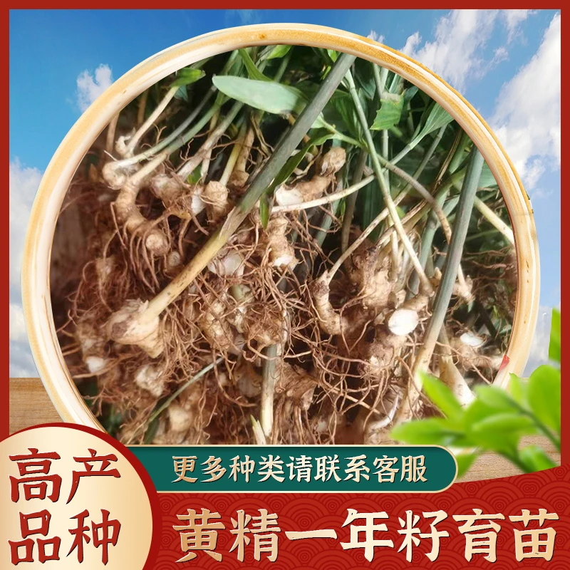 高杆不倒苗甜黄姜苗一年苗200株老虎姜种苗猫儿姜多花姜形黄姜