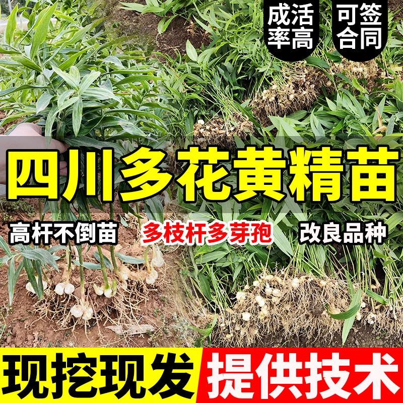 中草药四川多花黄精苗高杆不倒苗基地现挖现发提供种植技术包回收