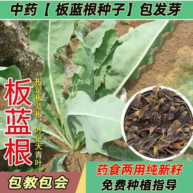 板蓝根种子大青叶板蓝根种子中药材板蓝根种子纯新种子包发芽率