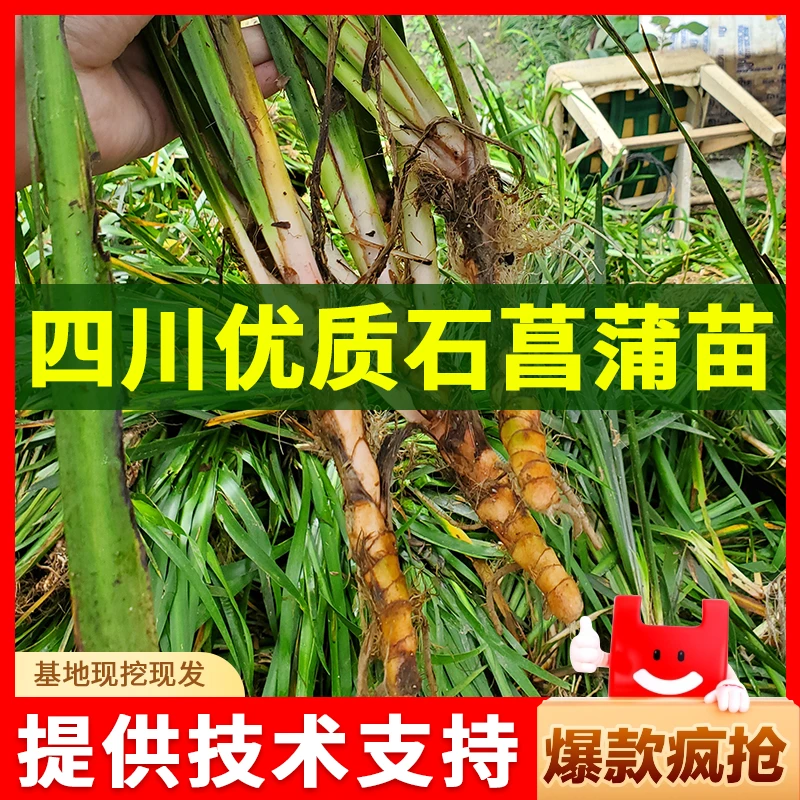 四川石菖蒲种苗优质中药材种苗基地直供苗现挖现发提供技术种植