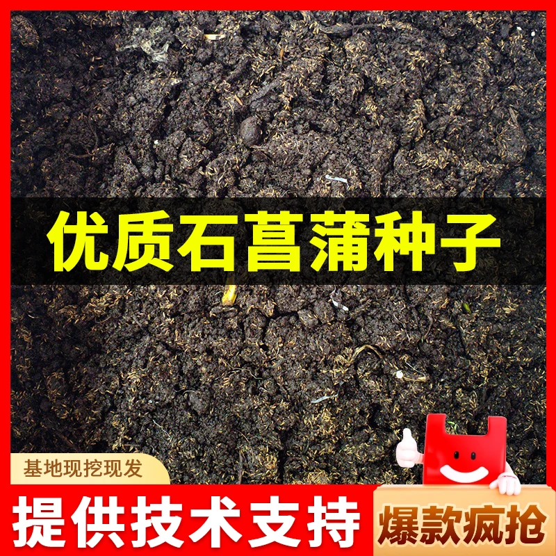 四川优质石菖蒲种子基地直供包回收提供技术支持包邮正宗石菖蒲