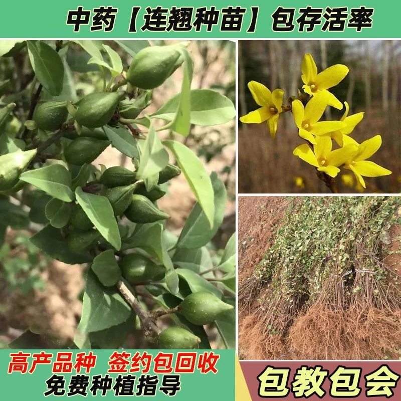 中药材连翘种苗药用连翘树苗高产大果连翘树地栽连翘树苗青翘苗