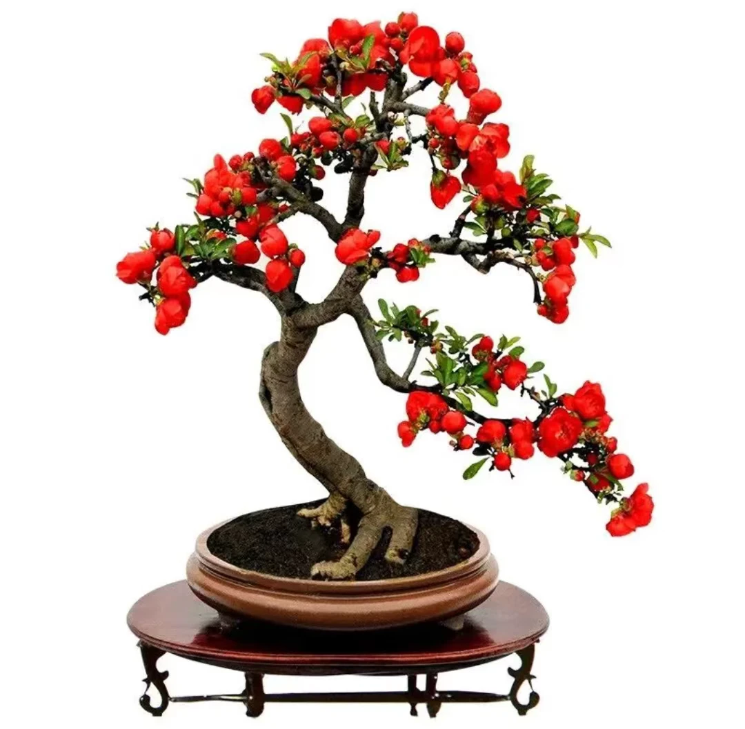 海棠长寿观东洋景耐寒耐热花卉（一物一拍）