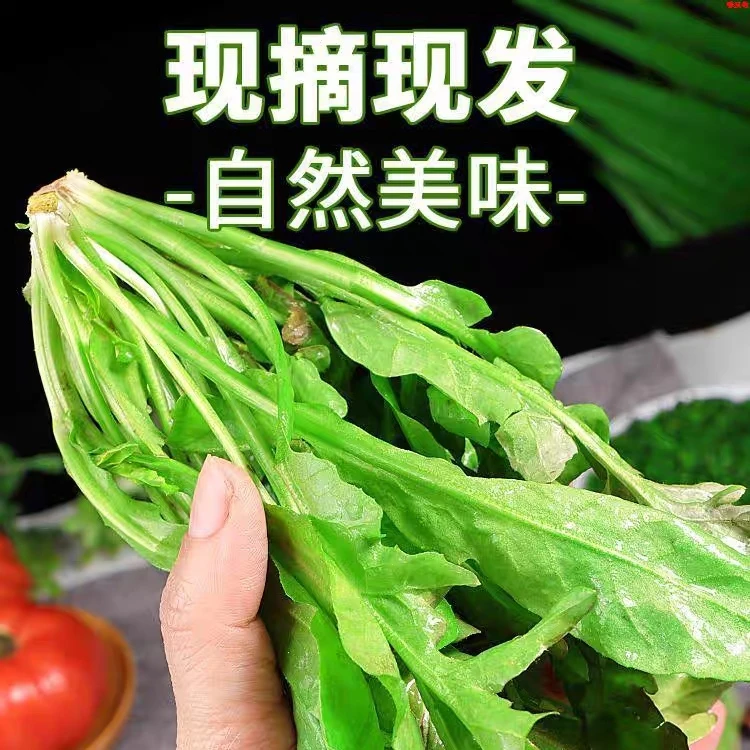 农家新鲜现挖野生荠菜健康应急蔬菜