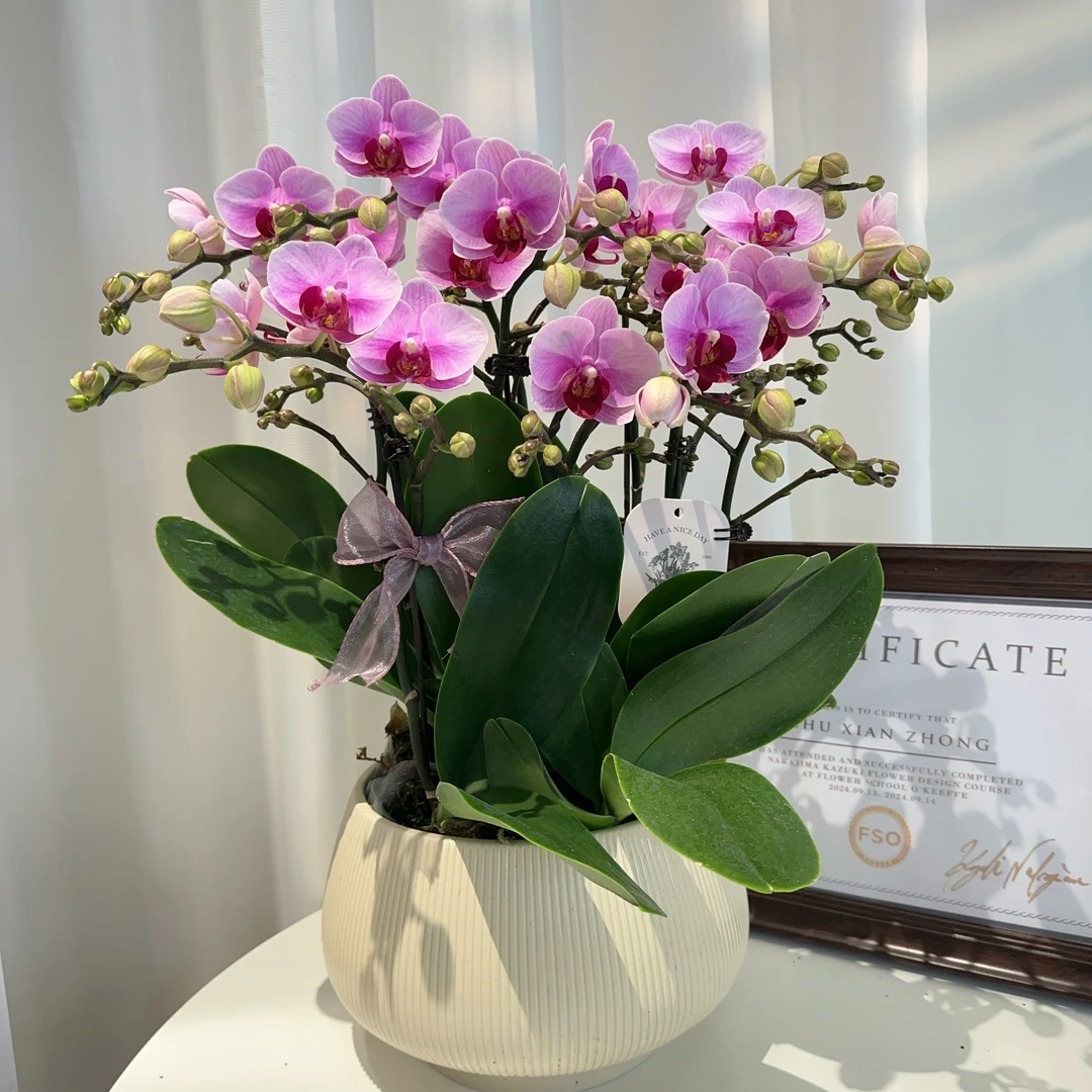 阡陌【宝贝】轻奢精致组盆蝴蝶兰室内植物好养5-6